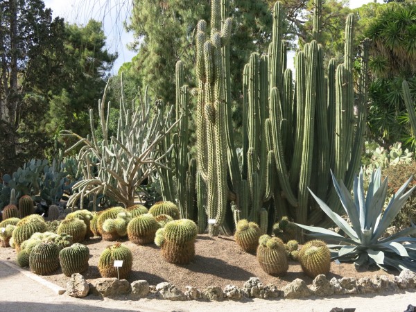 Jardín Botánico de Cactus