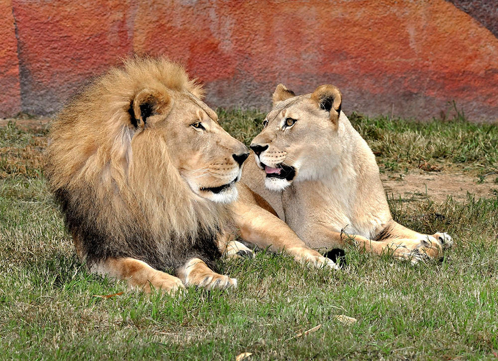 African Lions Debut At The L.A. Zoo