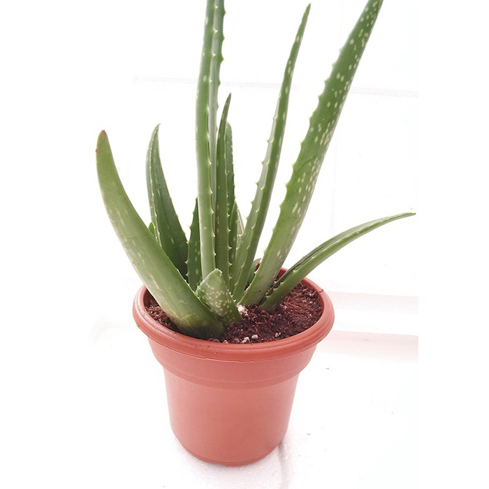 Unique Design Pot Aloe Vera -Juice Medicinal Tropical Plant Live 