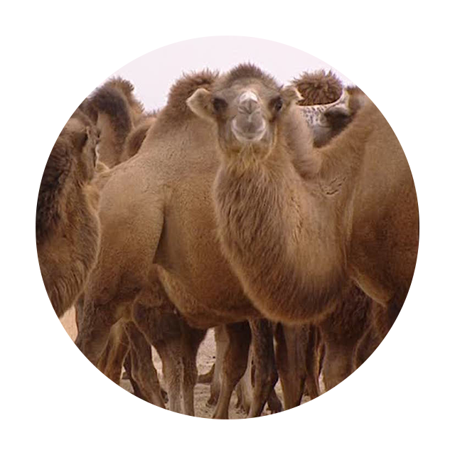 Rock N Roll Camel Rides