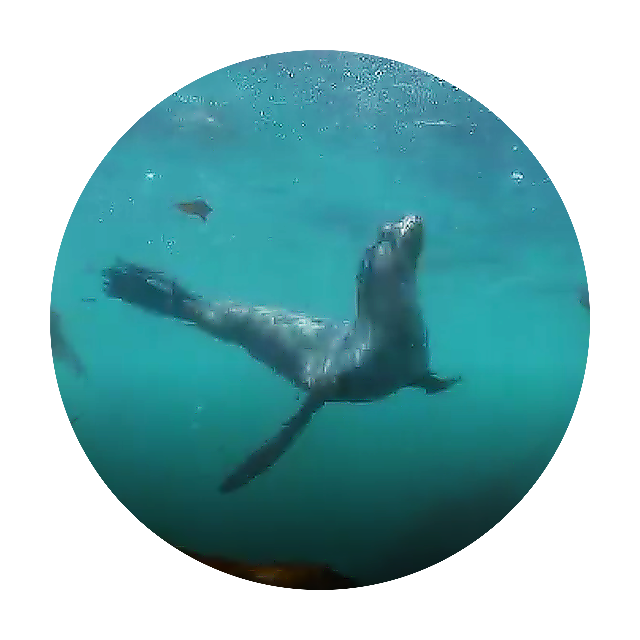 Underwater With Antarctic Fur Seals