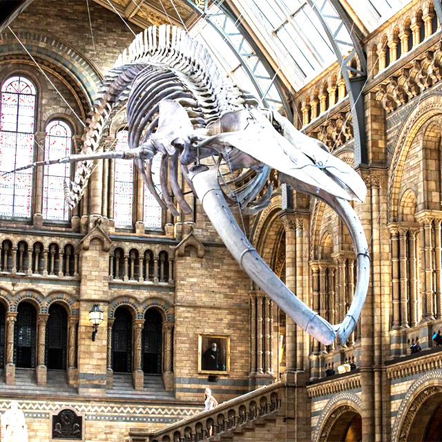 London Natural History Museum