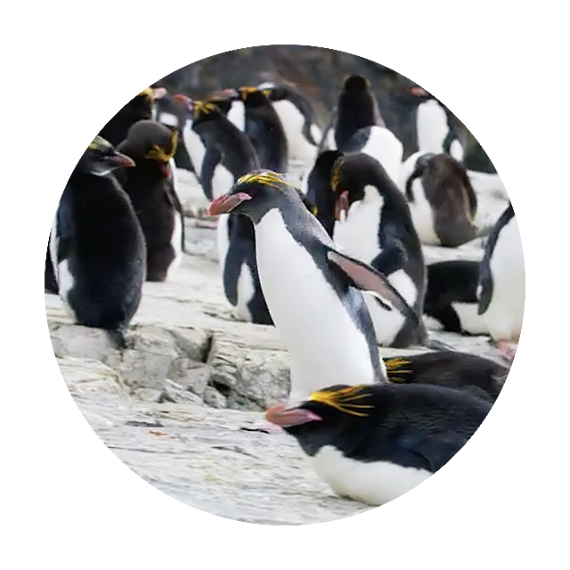 Keeping Up With Macaroni Penguins