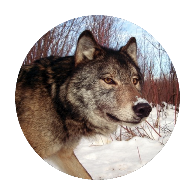 Wolves Of Isle Royale