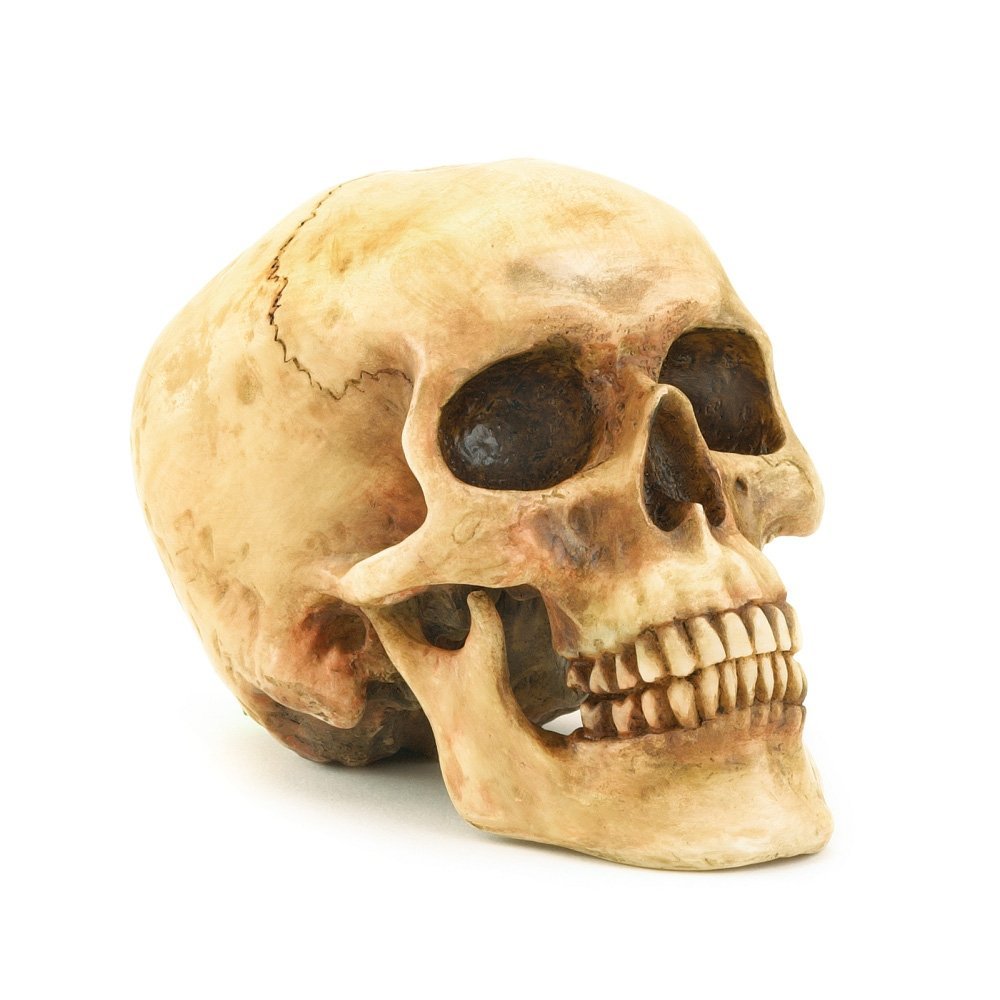 Gifts & Decor Grinning Realistic Replica Human Skull Home Statue