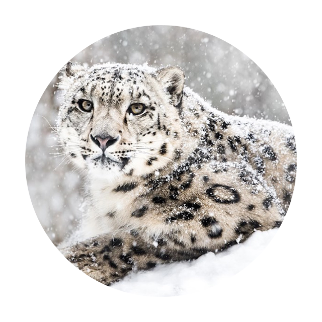 Global Snow Leopard & Ecosystem Protection Program