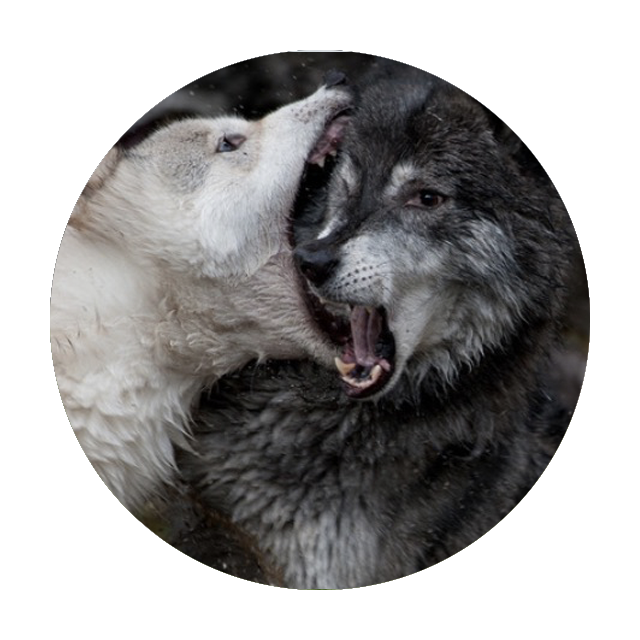 Sparring Wolves