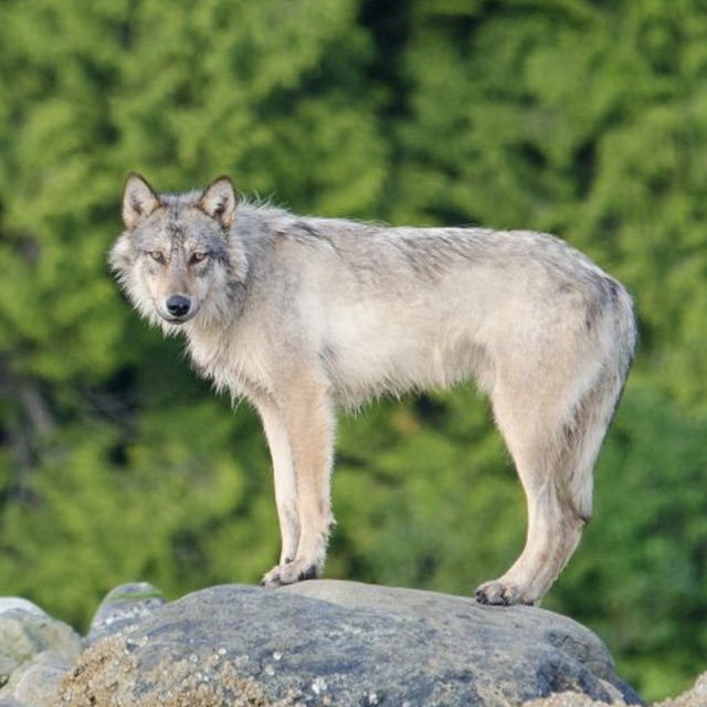 Swimming Wolves