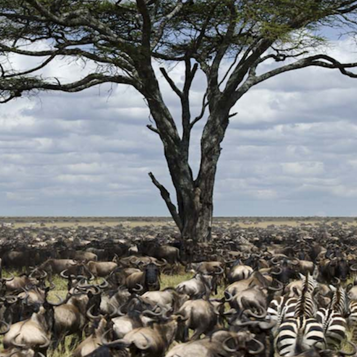 The Great Serengeti Migration