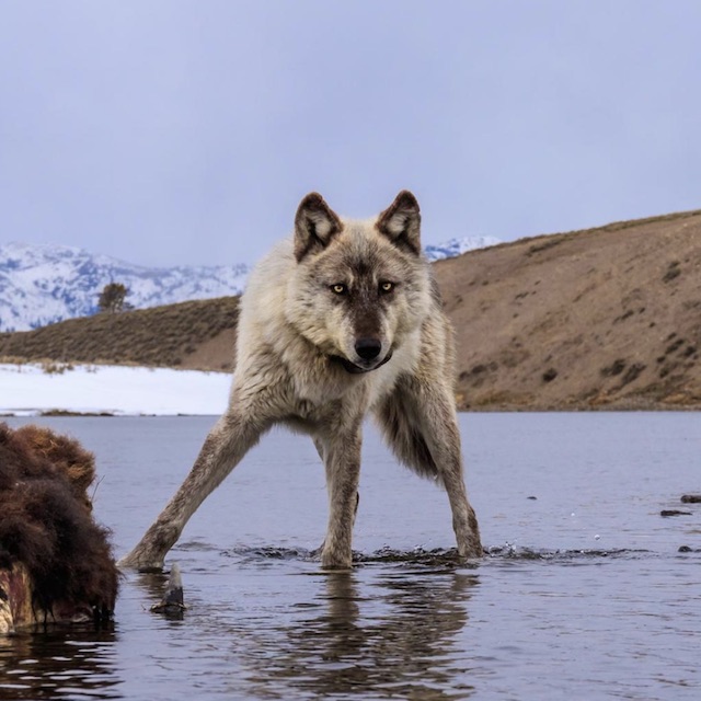 Wild Wolves of Yellowstone